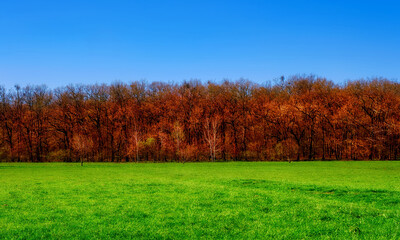 autumn forest with blue sky and green grass