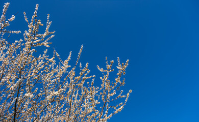 fruit tree full of spring flowers on the blue sky