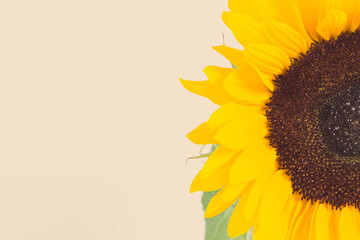 Beautiful and vibrant sunflower on white background. Decoration and summer time. Place for text