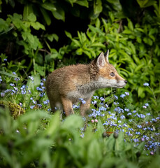 Naklejka na ściany i meble A young sly fox cub in a garden of wildflowers in England springtime
