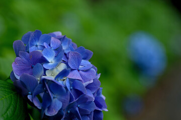 西の久保公園「アジサイ」