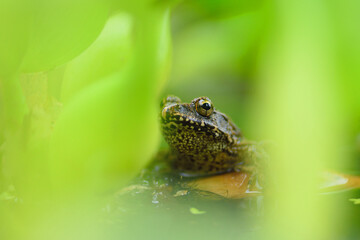 西の久保公園「ツチガエル」