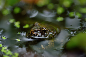 西の久保公園「ツチガエル」