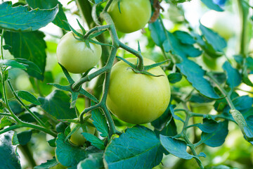 Green tomatoes on a branch. Growing vegetables and natural products on your site