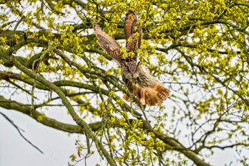 Eagle Owl, land in a tree. Seen from the front. Wings straight up, the bird of prey looks angry with red eyes straight into the camera