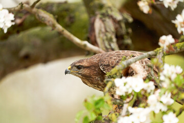 Close-up of a buzzard bird of prey sitting in a fruit tree. The apple tree is full of white blossom