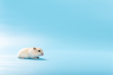 a young pet hamster on a blue background