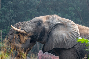 Elephant crushing a log