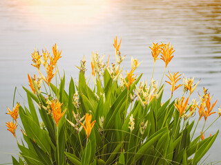 yellow bird of paradise bunch