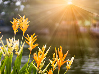 yellow bird of paradise