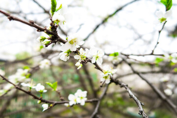 tree blossom