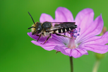 Closeup of a male cleptoparasite Sharp-tailed Bee, Coelioxus aurolimbatus , posing on a purple flower of hedgerow cranesbill, Geranium pyrenaicum