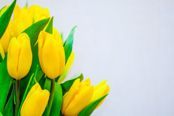 Bouquet of yellow tulips on a neutral background