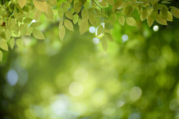 Fototapeta na wymiar Green leaf for nature on blurred background,