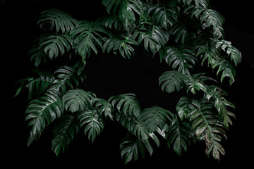 Green leaves tropical forest plant.