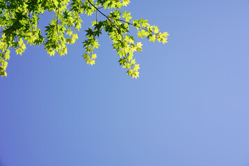 青空と新緑のカエデ