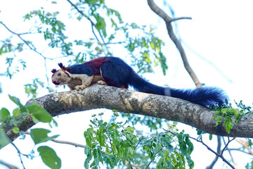 The Indian giant squirrel 