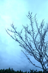 Photography of tree in a cloudy day