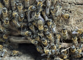 bee on the wall