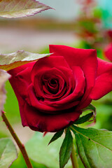 red rose with water droplets