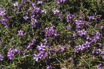 Fototapeta premium Beautiful purple wildflowers on a sunny day. Top view, flat lay