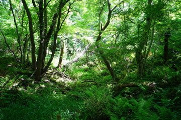 a lively dense forest in springtime