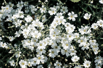 Beautiful white wildflowers on a sunny day. Top view, flat lay