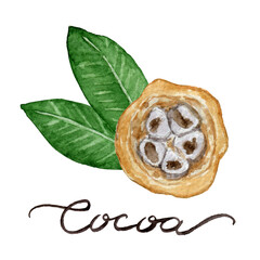 Cut cocoa pod with cocoa leaves watercolor