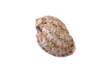 sea shell isolated on a white background