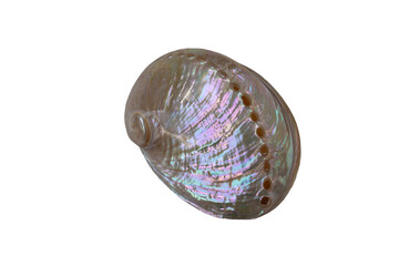 mother-of-pearl sea shell isolated