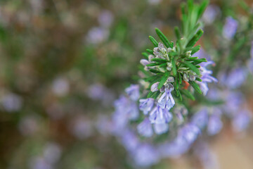 Photography of Rosemary plant with flowers