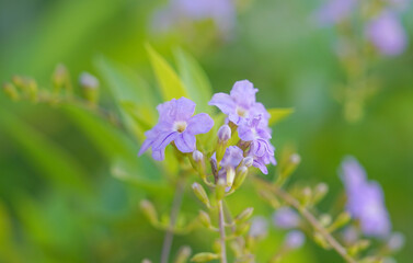 Golden Dewdrop ,Japan Camillia ,Pigeon berry ,Sky flower (Duranta erecta L).it is native from Mexico to South America and the Caribbean.It is commonly planted as an ornamental tree,and admire flowers