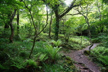 a refreshing spring forest with a path