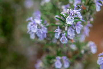 Obraz premium Photography of Rosemary plant with flowers