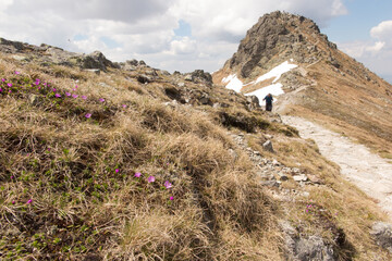 Mountain view with a pink flower growing on a rock, Polish Tatras ,  Kasprowy Wierch area