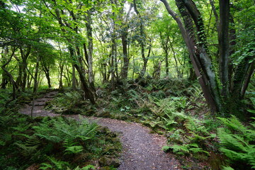 Obraz premium a refreshing spring forest with a path