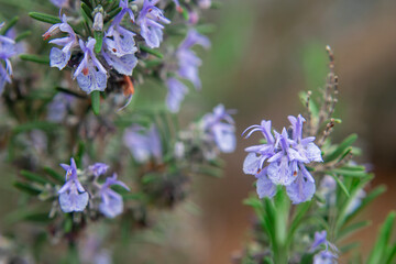 Fototapeta premium Photography of Rosemary plant with purple flowers