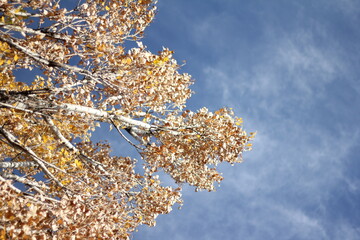 branches of a willow against blue sky
