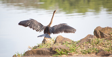 Biguatinga Brazilian aquatic bird drying its wings in the sun, natural light, selective focus.