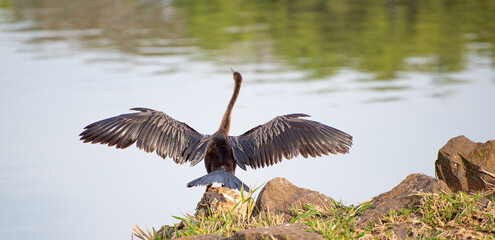 Biguatinga Brazilian aquatic bird drying its wings in the sun, natural light, selective focus.