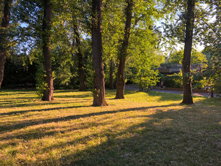 View to the trees and worm sun rays over yellow grass in the park, shot at golden hour during summer time.