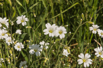 flower meadow with lots of small white flowers