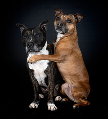 staffordshire bull terriers