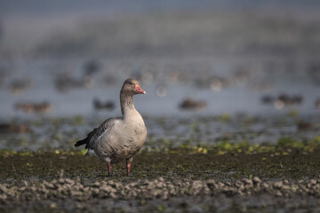 Graylag goose
