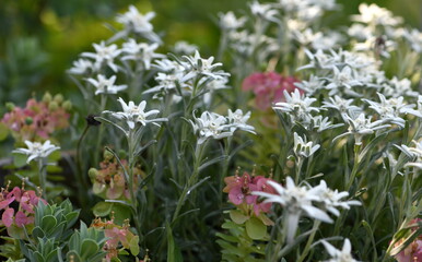 Edelweiss