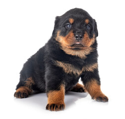 puppy rottweiler in studio