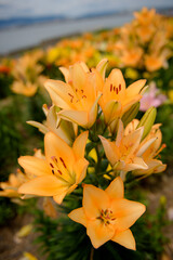 ユリの花畑