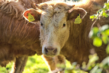 Beautiful closeup view of brown cows with yellow ear tags for identification peacefully grazing at...