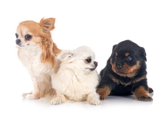 Fototapeta na wymiar puppy rottweiler and chihuahua
