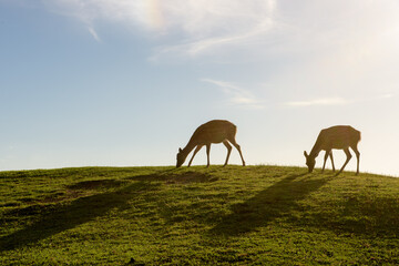 若草山からの景色